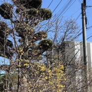 ゆっくり散歩のついでに業務スーパー♪