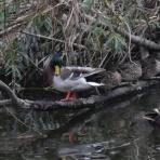 シニアの鳥撮り・素人日記