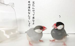 文鳥と私の新たな攻防戦