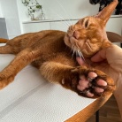 なでなで待ちの、かまってちゃんが過ぎるひめちゃん