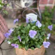 ＊コスパ最強ボンザマーガレットの鉢増し