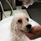 『OIだより（4800回記念）（81）一隅の灯（55）』の画像