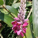 葛の花・皆既月食