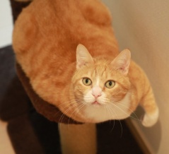 待ちくたびれる猫。