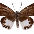 シナシロシタセセリ♀ (ラオス) Tagiades litigiosa litigiosa