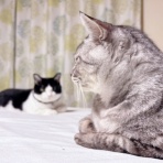猫々