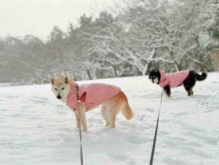 雪のなかの、いろちゃんとここちゃん。