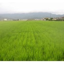 種まきから9週間　幼穂形成の時期に