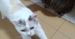 実物のﾈｺﾁｬﾝたち195