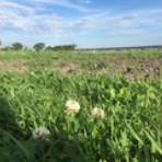 フィールド・オブ・ドリームス　　乳と蜜の流れる地