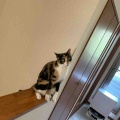 キャリコちゃんも階段の手すりに登ってます