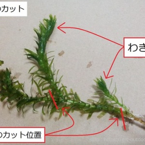 メダカ鉢の底砂を大磯砂に変えてみました 自然の中にruntofun メダカ鉢の底砂を大磯砂に変えてみました 自然の中にruntofun