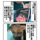 外猫の現実 その後・・・