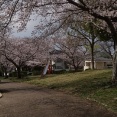 近所の公園の桜は ほぼ満開