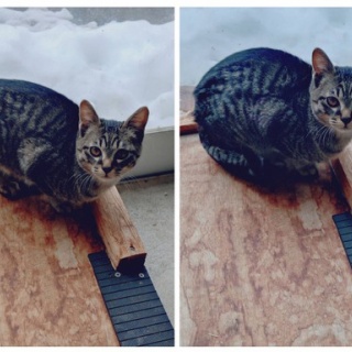 NPO法人 福井犬猫を救う会