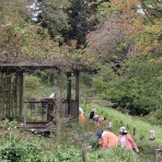 佐倉草ぶえの丘バラ園 ボランティア日誌