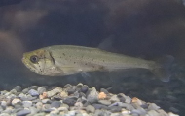 『1月22日熱帯魚入荷情報！』の画像