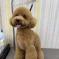 トリミングブログ