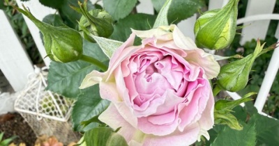 ＊ブルームーンストーン咲き始め｜ベルオブウォーキング