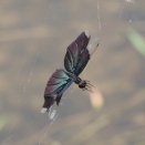 チョウトンボ/ Rhyothemis fuliginosa