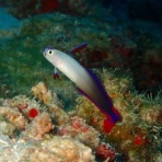 石垣島ダイビングブログ