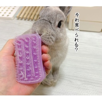 うさぎのルリ(9/6追記)
