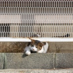 猫写真家・沖 昌之のブログ　野良ねこちゃんねる。　