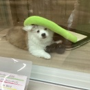 ペキコーギーちゃん