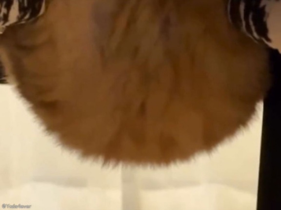 「寝ている猫を見て、思ったより太っていたことに気づくとき…」