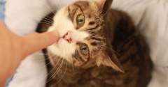 ぴったりサイズにはまる猫。