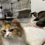 お昼寝だより〜ラガマフィンなぎと私＋テン