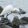 2026年6月18日の野鳥公園