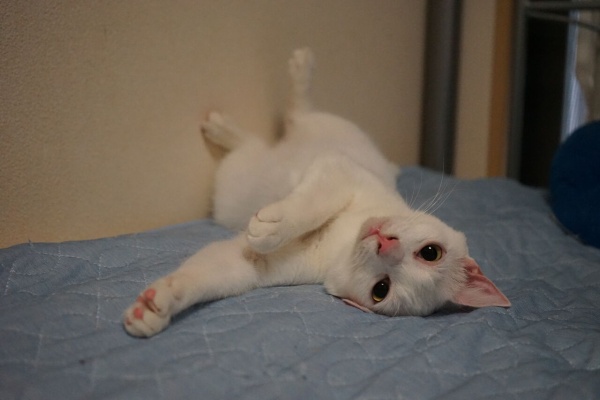 ねこかます - 茶トラ