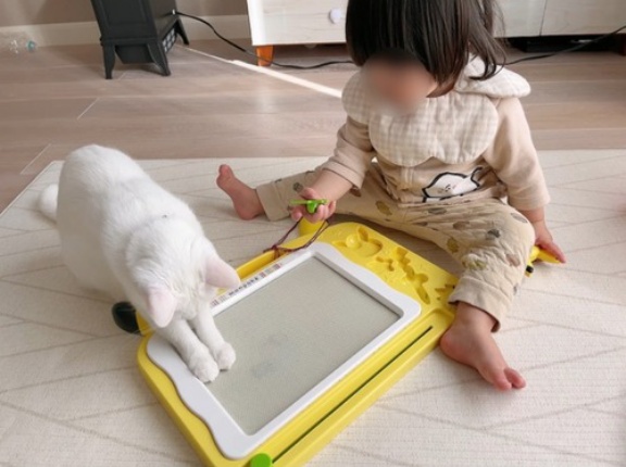 新しいおもちゃを買ったら人間不信猫が爆誕した