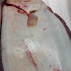 鮮魚・卸売・仕出し 丸庄