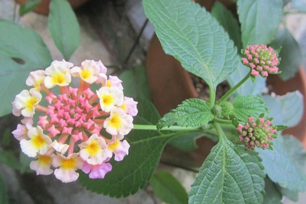 となりのにわ ランタナ