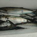 9月12日の釣果