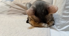 ごめん寝と、世界陸上と。