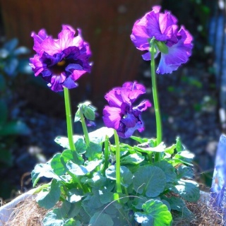 ブルーガーデンと花育て