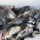 3月8日の釣果報告🎣