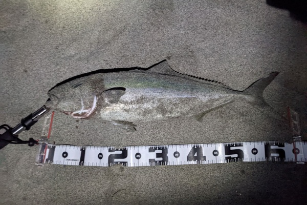 西の遠州灘で釣りするブログ