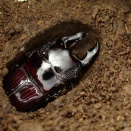 ネブト(外国産メイン)飼育マットの話