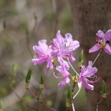 『芦花相対開:様々な白』の画像