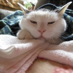 代表取締まられ役にゃん太郎