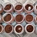 【グラシロ】幼虫 マット交換