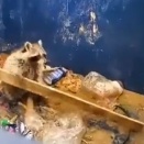 板を使えば脱出できると理解し、道具として利用するアライグマ