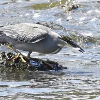 Tokyo_wildbirdpark_blog