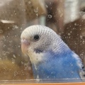 🐥インコちゃん🐥