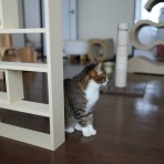 ねことアパートと1人暮らし～とらやんとおらと～