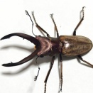 最近のTrusMadi産ホソアカクワガタについて 完成